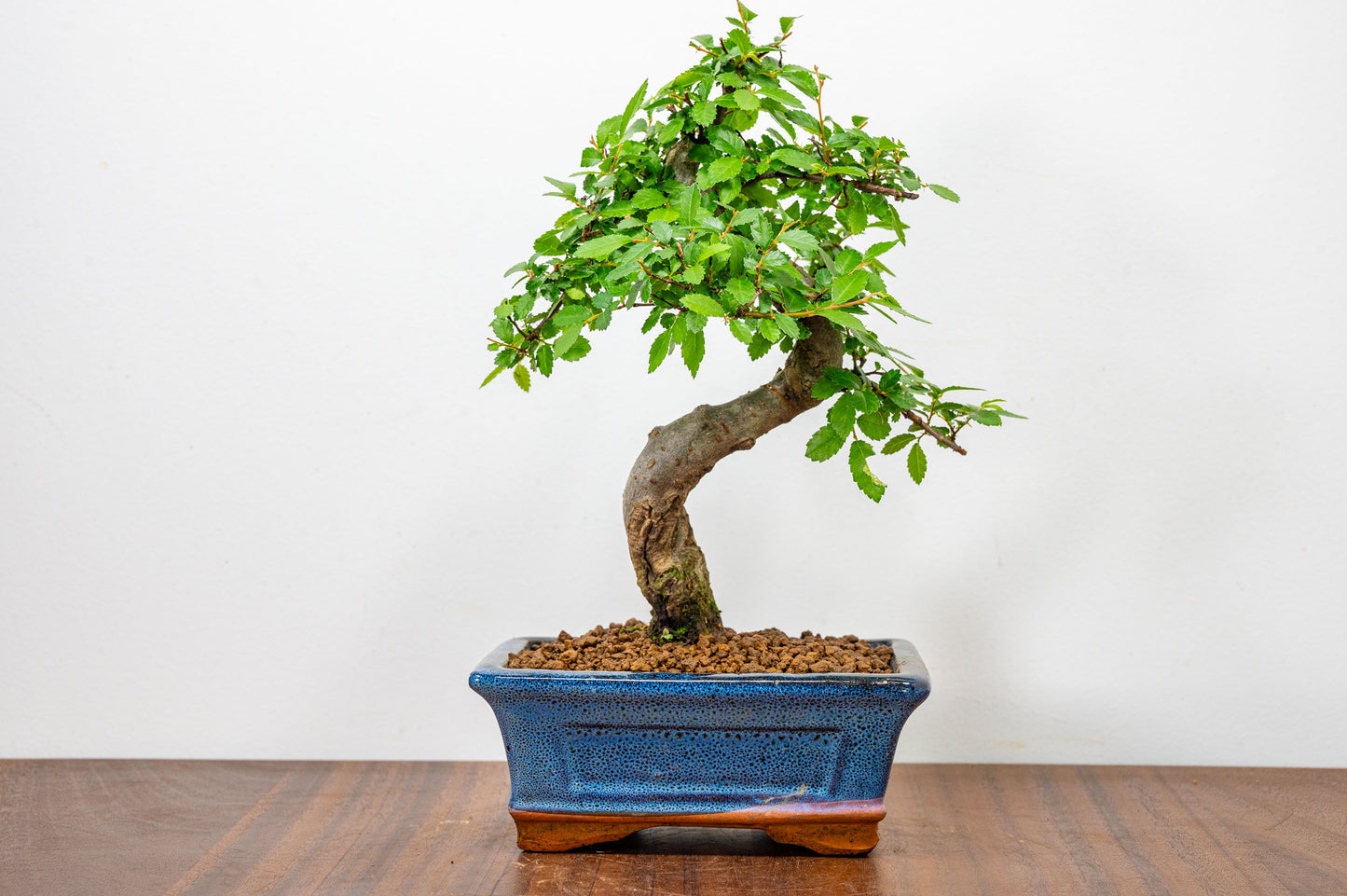 Chinese Elm Bonsai and Care Kit in 15cm Navy Ceramic Pot