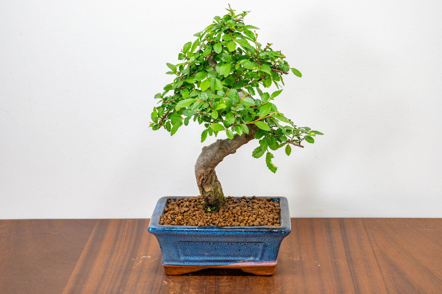 Chinese Elm Bonsai and Care Kit in 15cm Navy Ceramic Pot