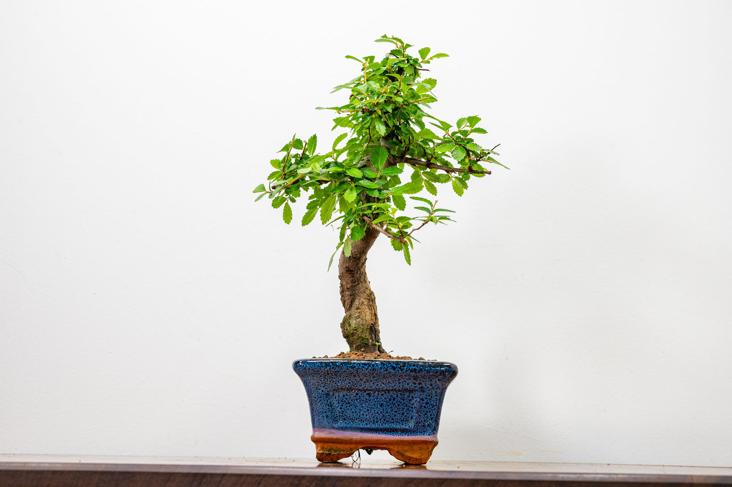 Chinese Elm Bonsai and Care Kit in 15cm Navy Ceramic Pot