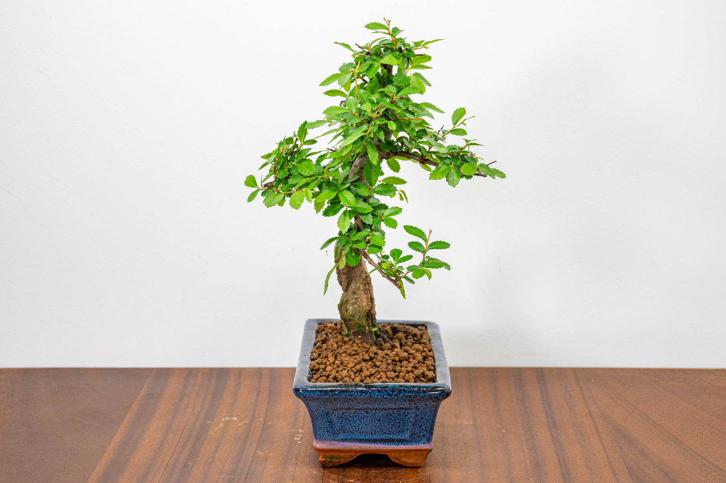 Chinese Elm Bonsai and Care Kit in 15cm Navy Ceramic Pot