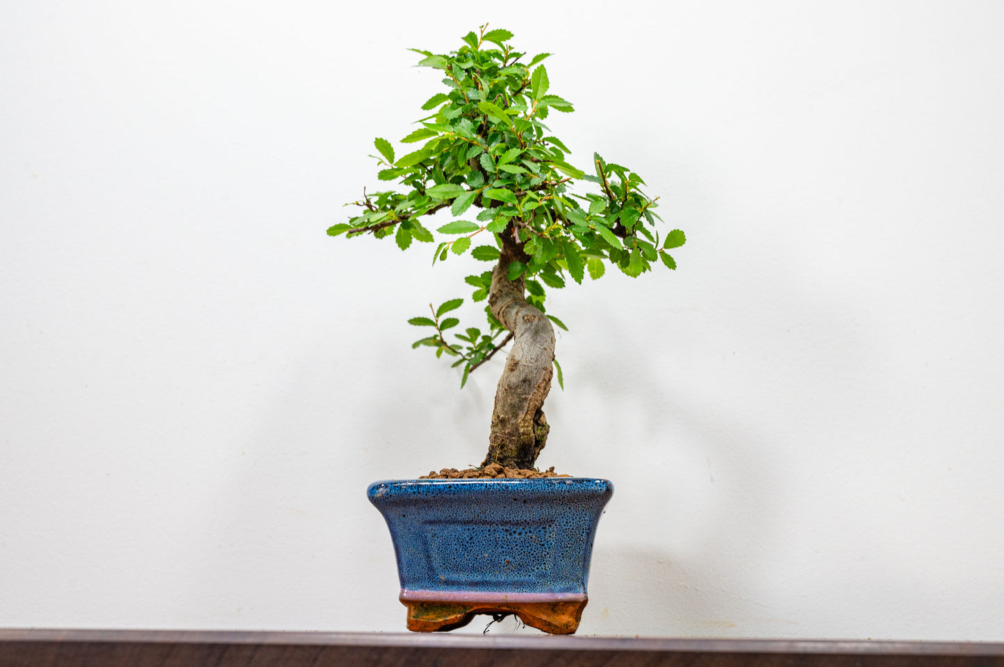 Chinese Elm Bonsai and Care Kit in 15cm Navy Ceramic Pot