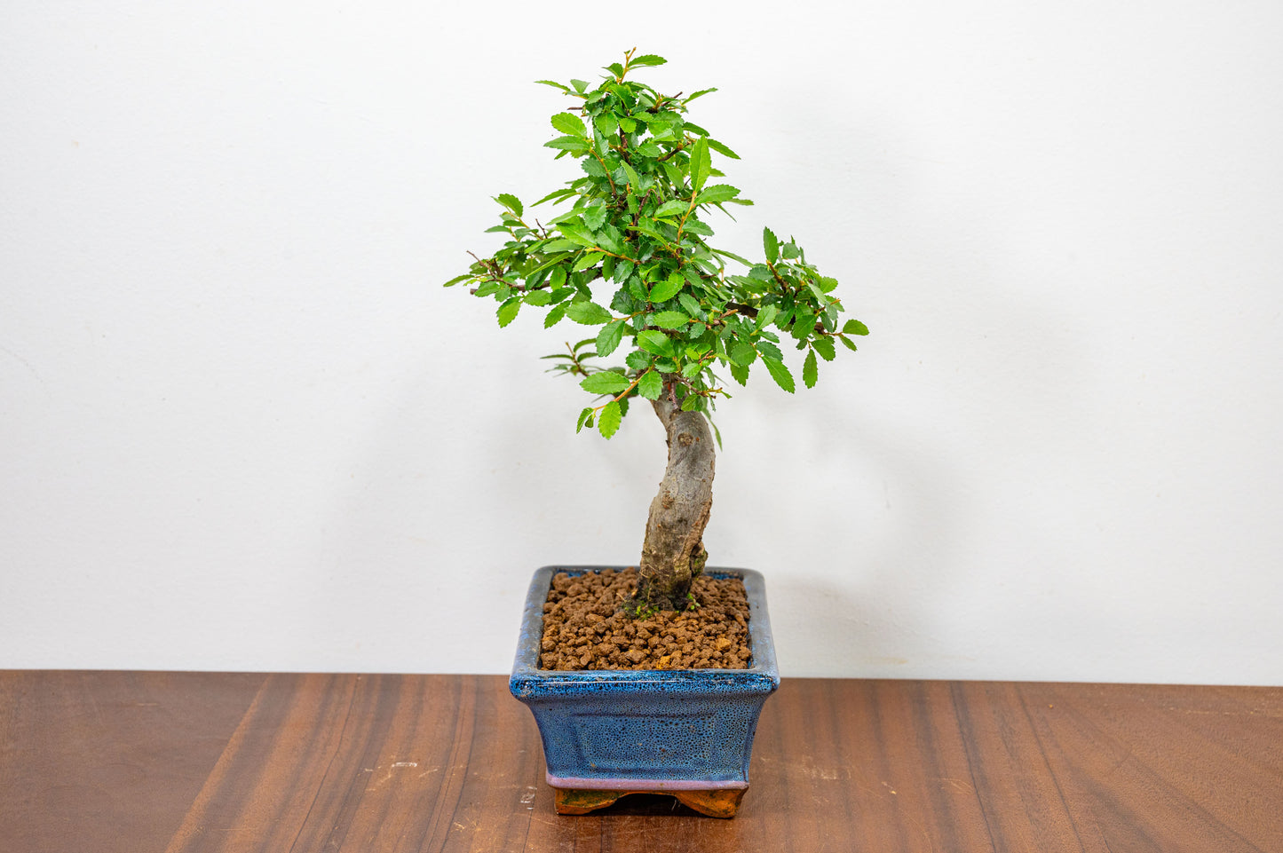 Chinese Elm Bonsai and Care Kit in 15cm Navy Ceramic Pot