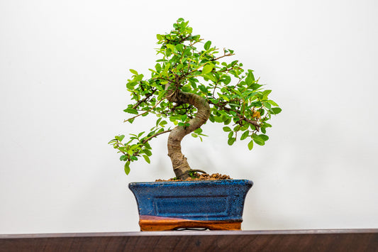 Chinese Elm Bonsai and Care Kit in 15cm Navy Ceramic Pot