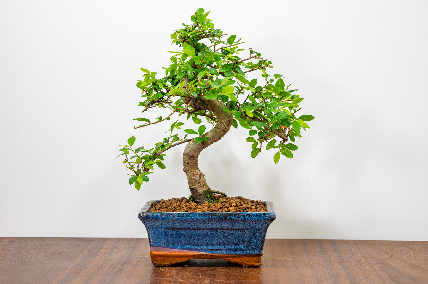 Chinese Elm Bonsai and Care Kit in 15cm Navy Ceramic Pot