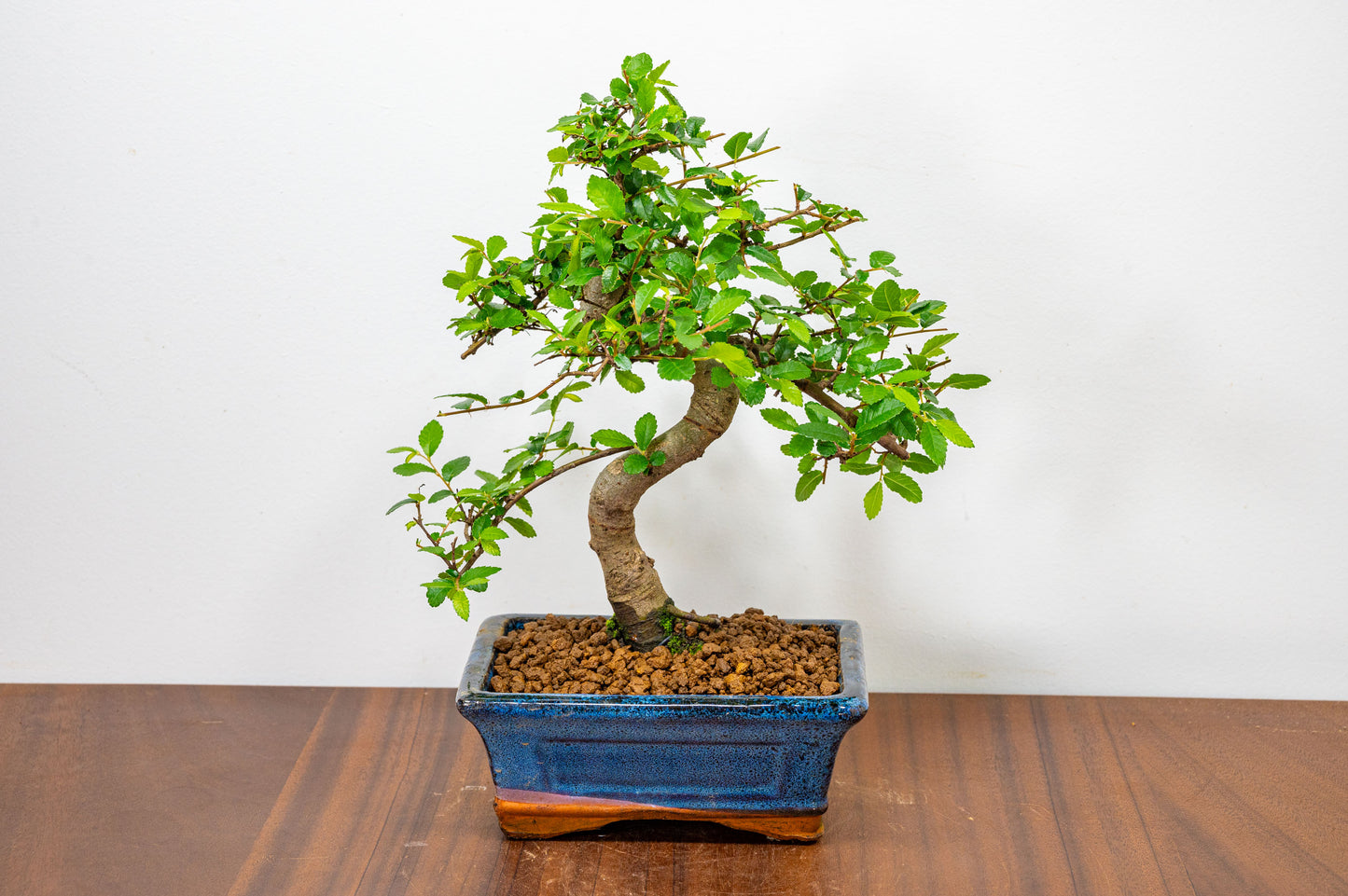 Chinese Elm Bonsai and Care Kit in 15cm Navy Ceramic Pot