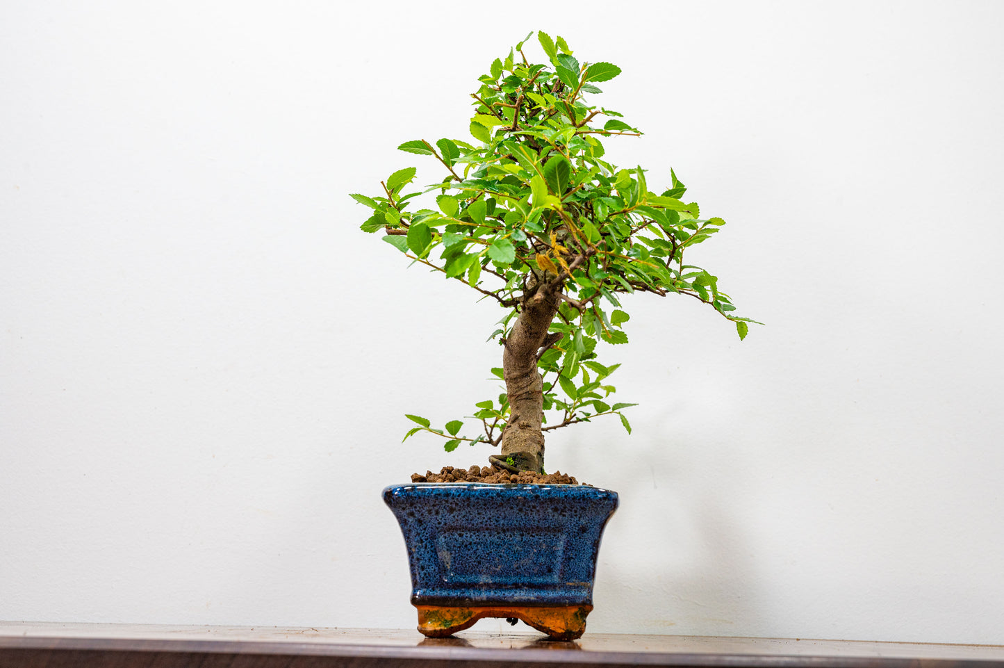 Chinese Elm Bonsai and Care Kit in 15cm Navy Ceramic Pot