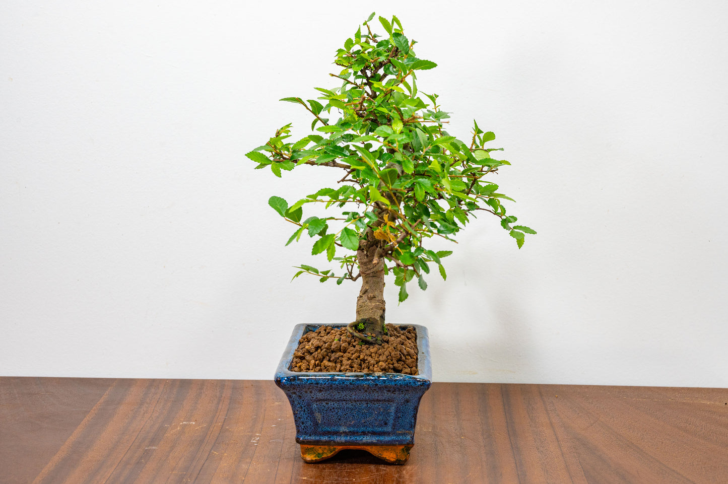 Chinese Elm Bonsai and Care Kit in 15cm Navy Ceramic Pot