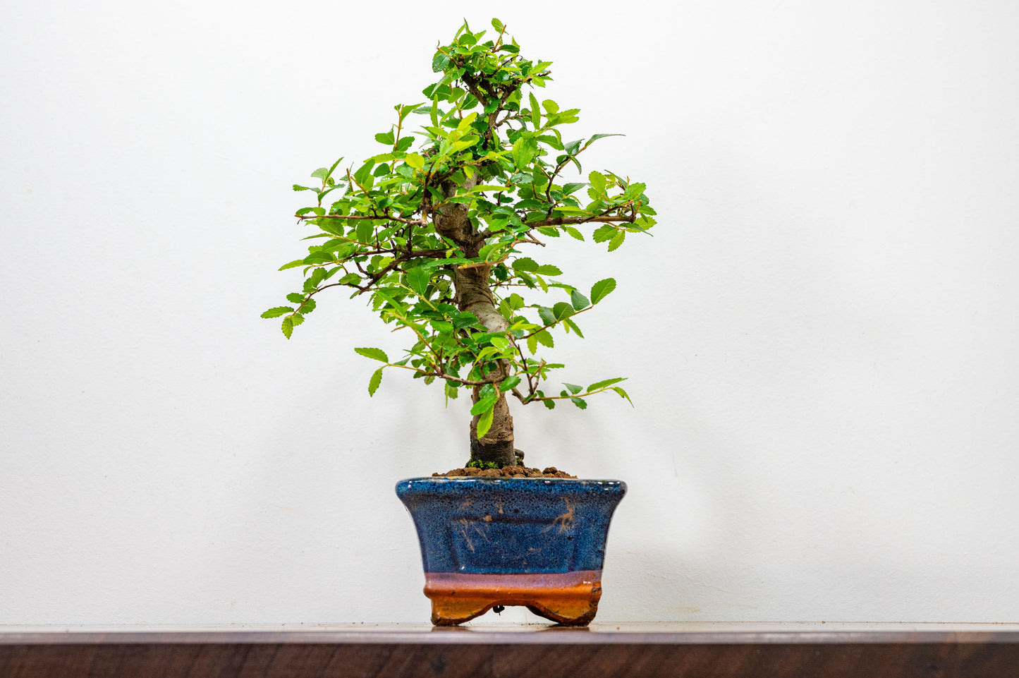 Chinese Elm Bonsai and Care Kit in 15cm Navy Ceramic Pot