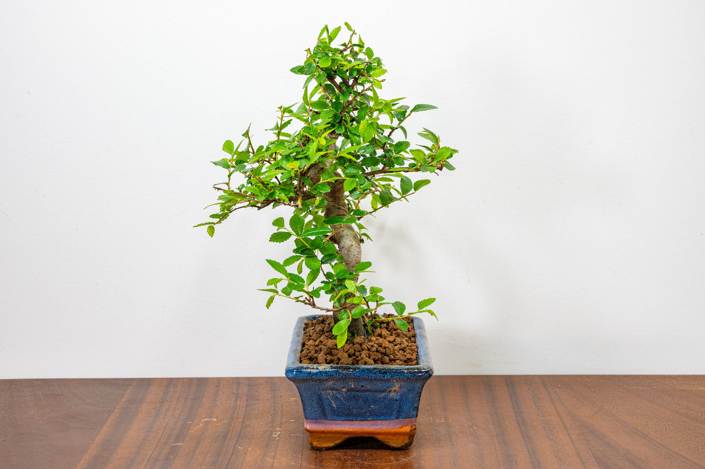 Chinese Elm Bonsai and Care Kit in 15cm Navy Ceramic Pot