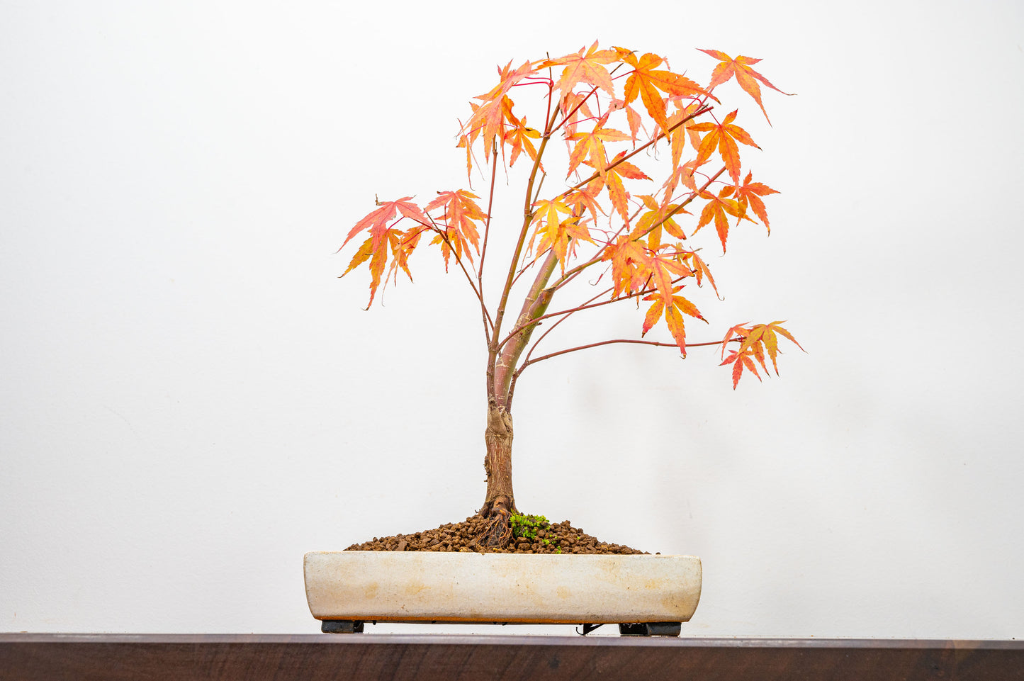 Katsura Japanese Maple Bonsai