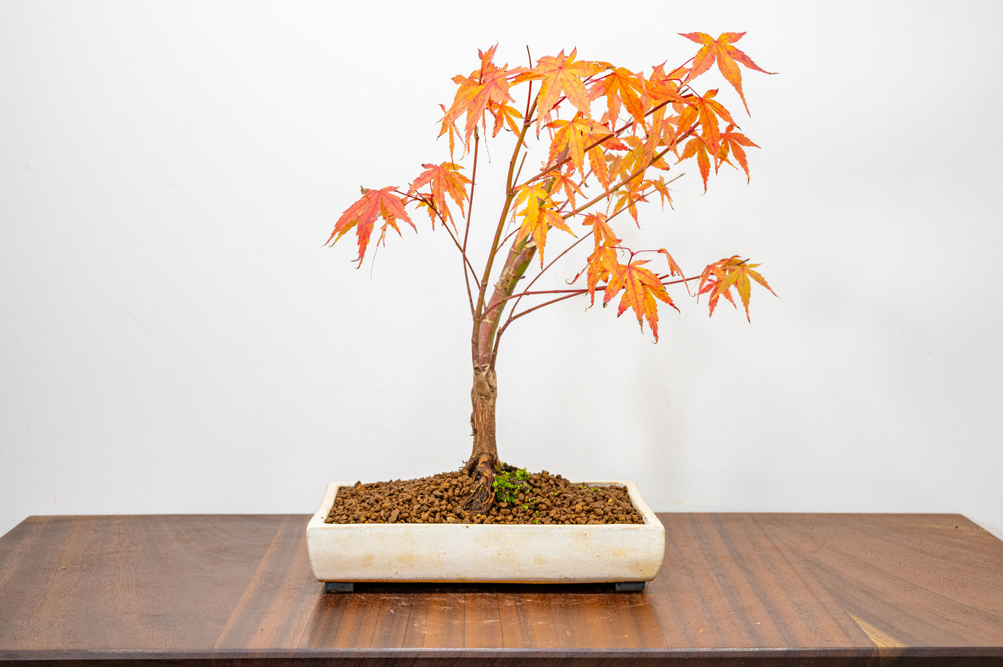 Katsura Japanese Maple Bonsai