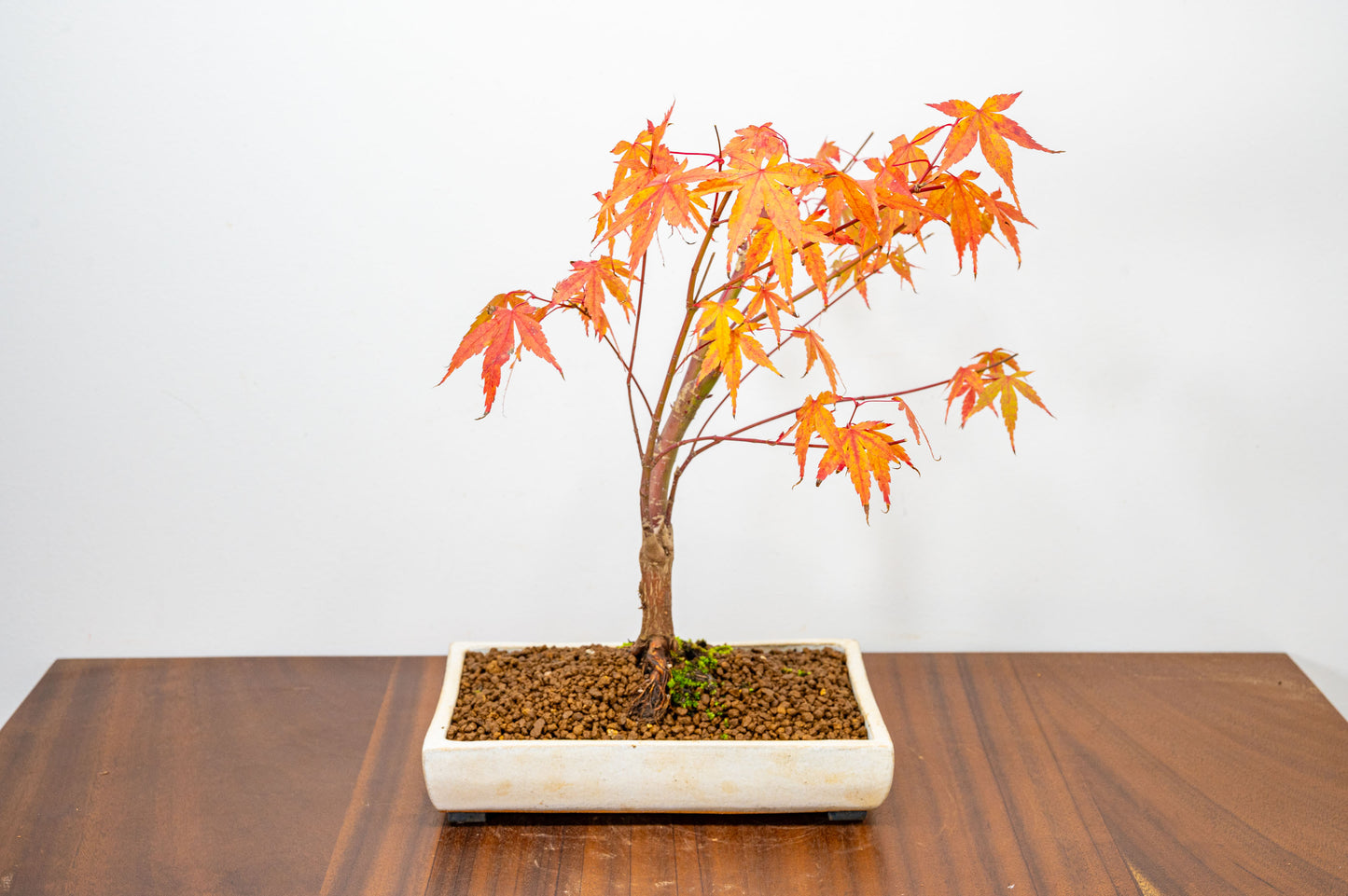 Katsura Japanese Maple Bonsai