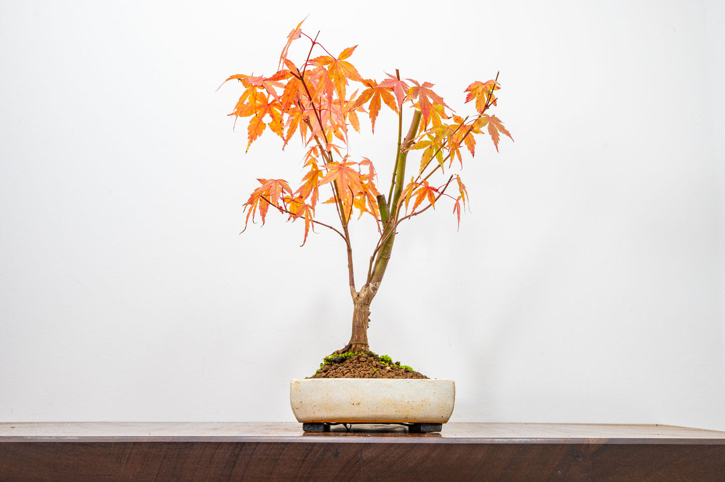 Katsura Japanese Maple Bonsai