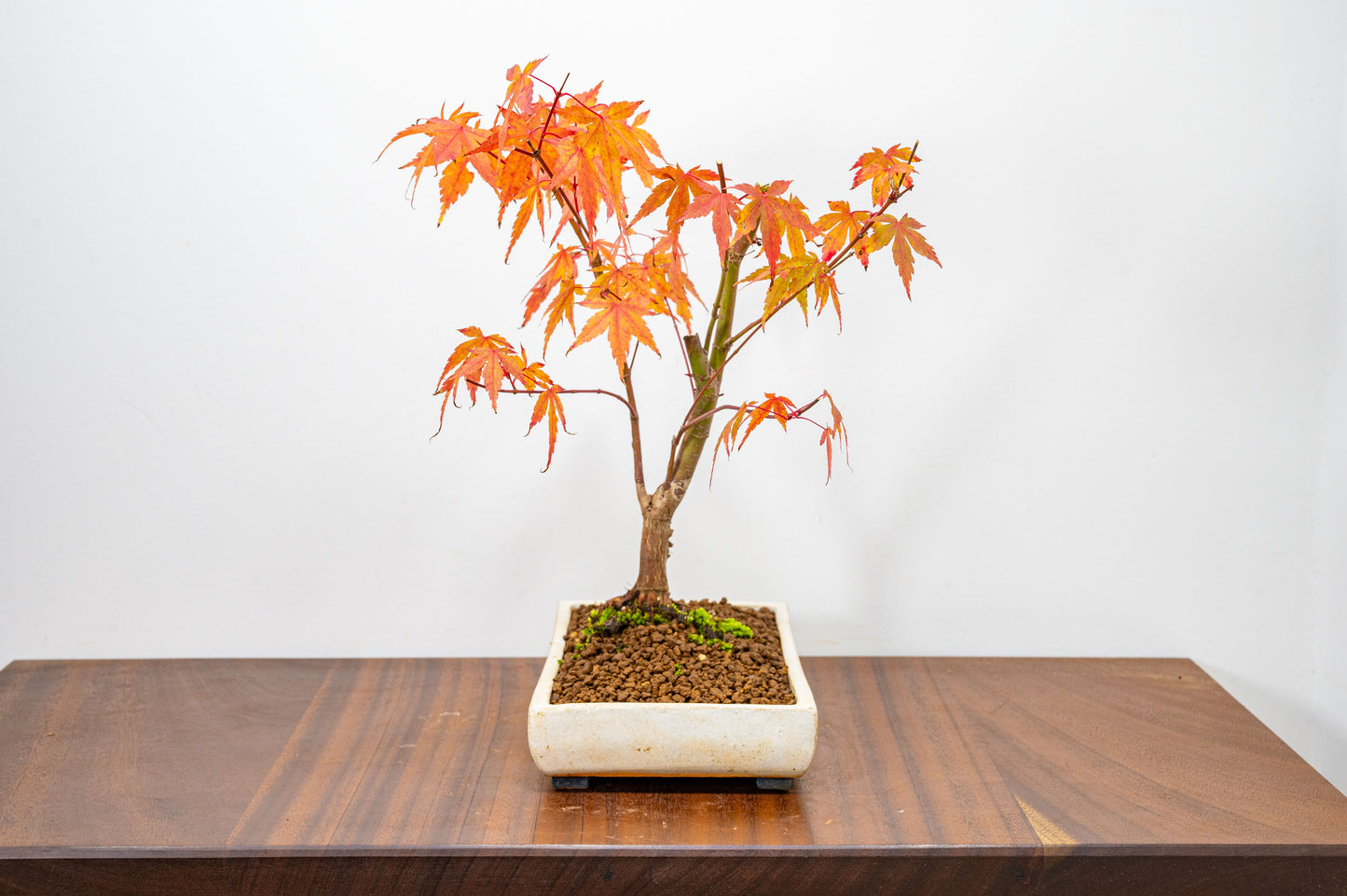 Katsura Japanese Maple Bonsai