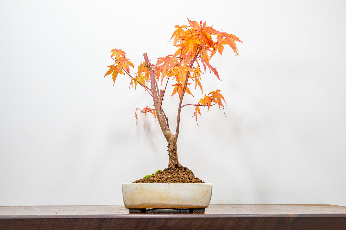 Katsura Japanese Maple Bonsai