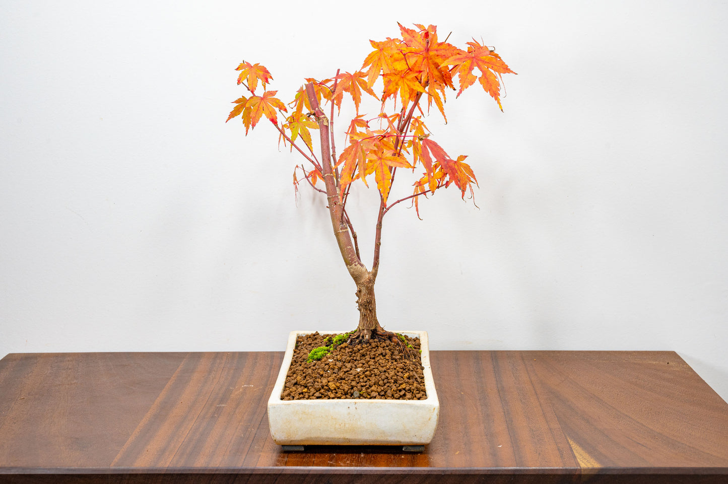 Katsura Japanese Maple Bonsai