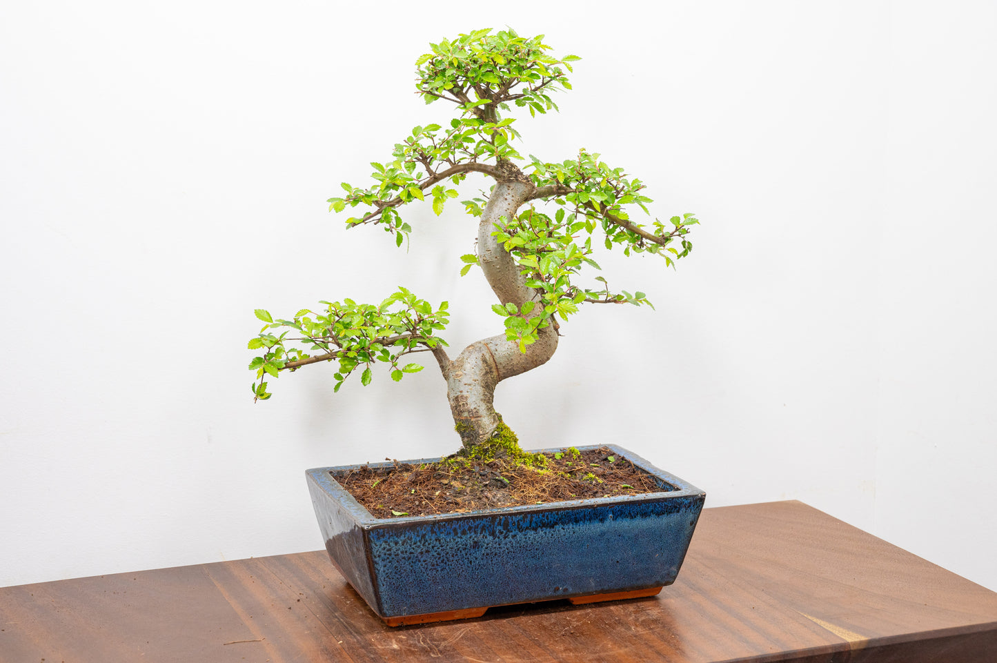 Chinese Elm Bonsai and Care Kit in 25cm Navy Ceramic Pot