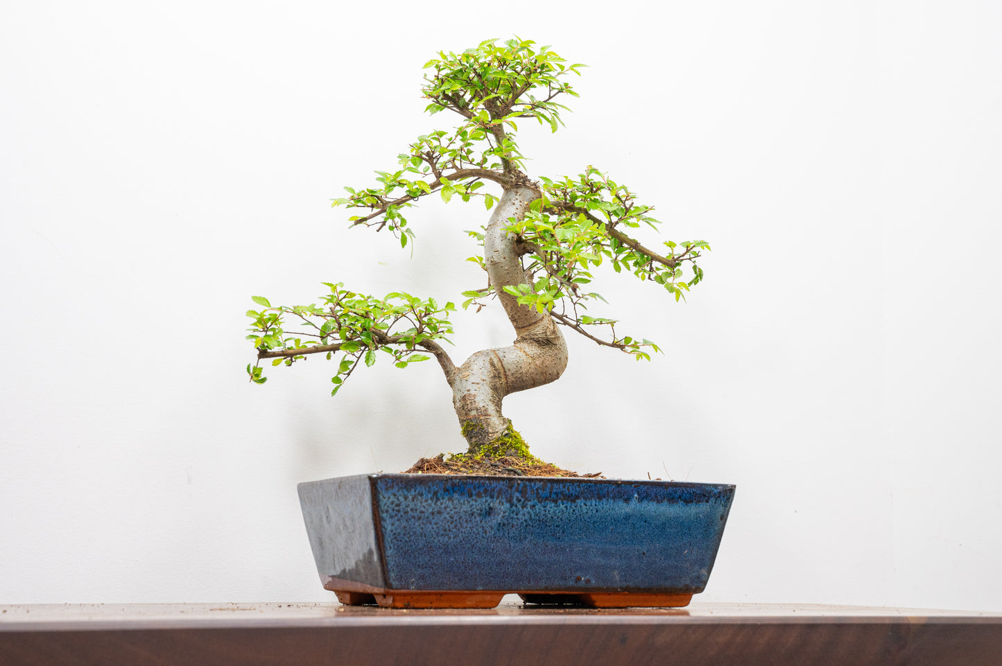 Chinese Elm Bonsai and Care Kit in 25cm Navy Ceramic Pot