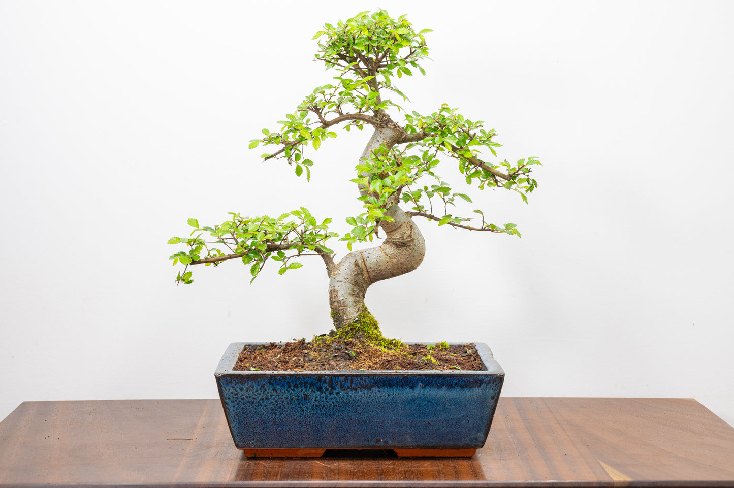 Chinese Elm Bonsai and Care Kit in 25cm Navy Ceramic Pot