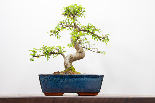 Chinese Elm Bonsai and Care Kit in 25cm Navy Ceramic Pot