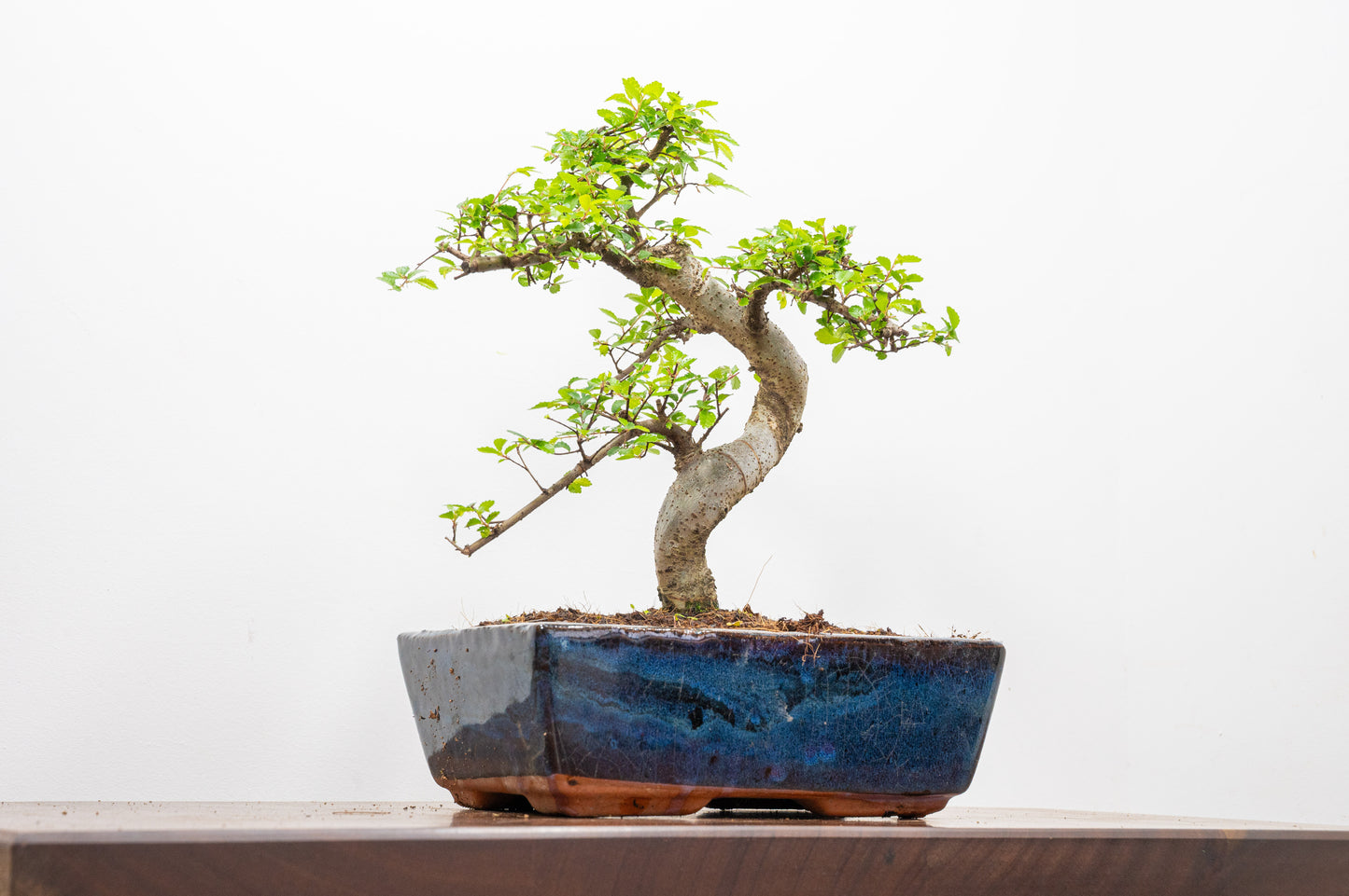 Chinese Elm Bonsai and Care Kit in 25cm Navy Ceramic Pot