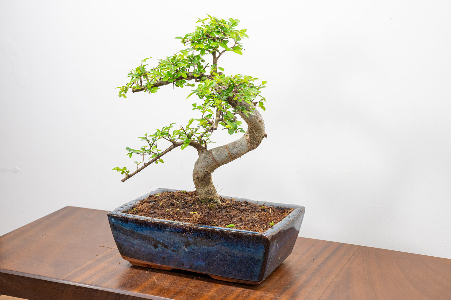Chinese Elm Bonsai and Care Kit in 25cm Navy Ceramic Pot