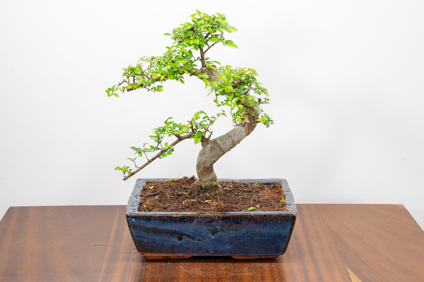 Chinese Elm Bonsai and Care Kit in 25cm Navy Ceramic Pot