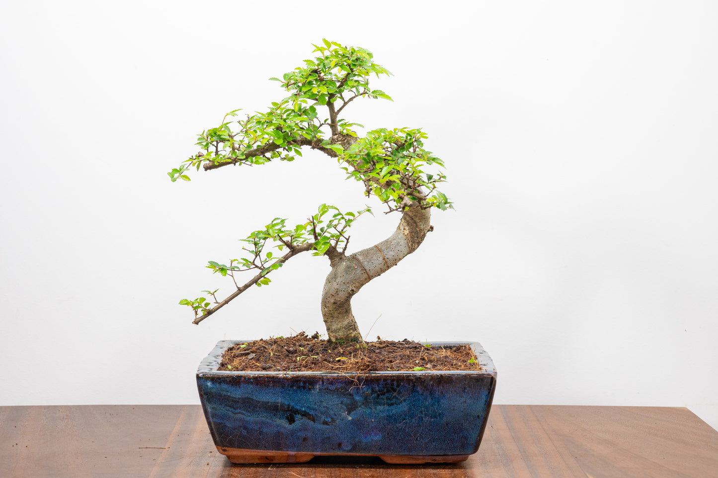 Chinese Elm Bonsai and Care Kit in 25cm Navy Ceramic Pot