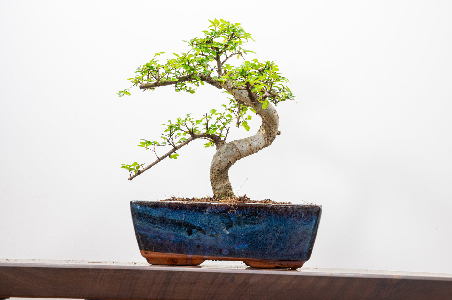Chinese Elm Bonsai and Care Kit in 25cm Navy Ceramic Pot