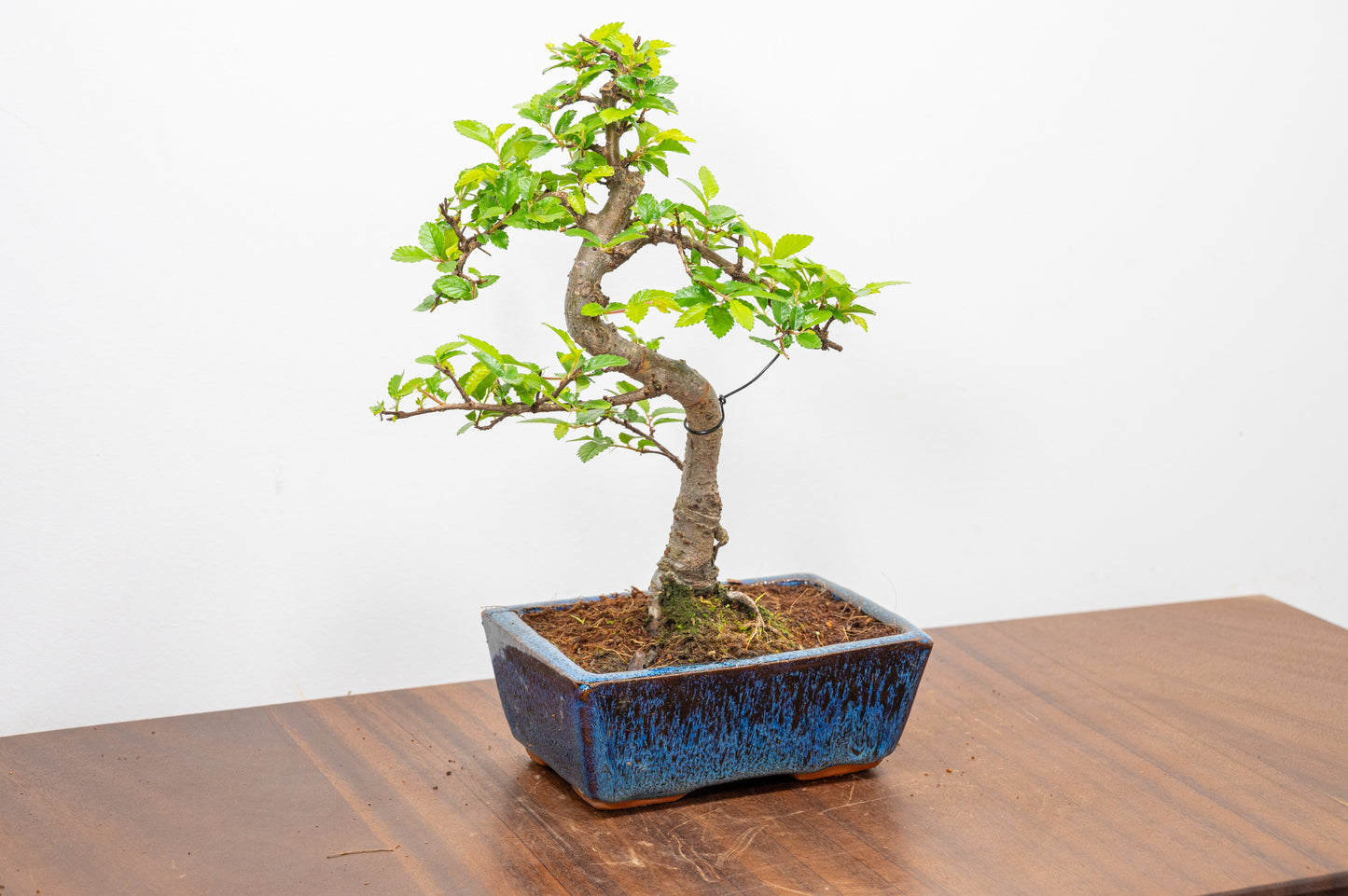 Chinese Elm Bonsai and Care Kit in 15cm Navy Ceramic Pot