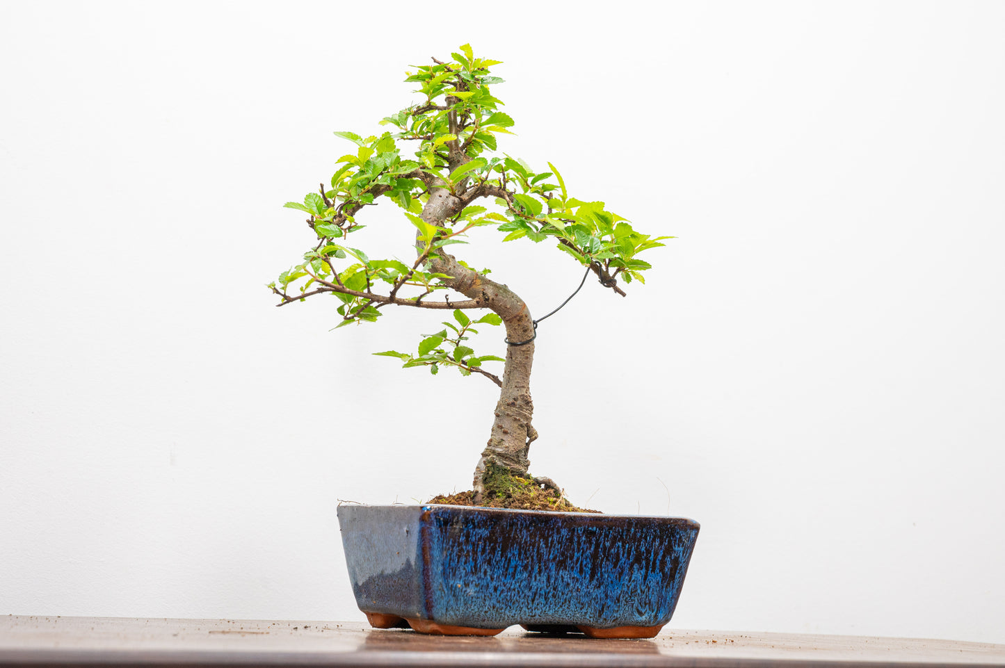 Chinese Elm Bonsai and Care Kit in 15cm Navy Ceramic Pot