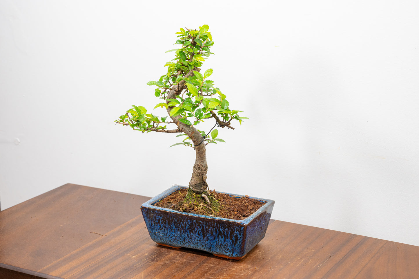 Chinese Elm Bonsai and Care Kit in 15cm Navy Ceramic Pot