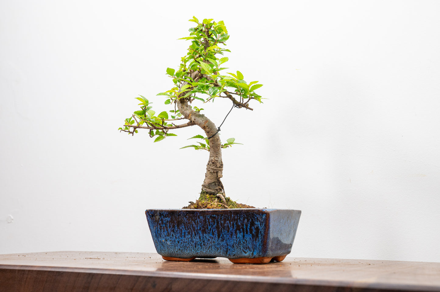 Chinese Elm Bonsai and Care Kit in 15cm Navy Ceramic Pot