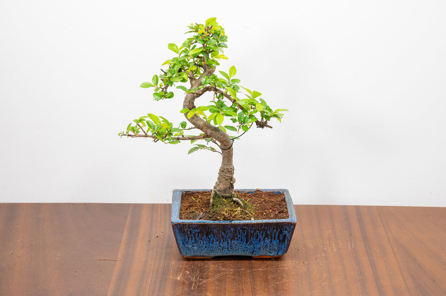 Chinese Elm Bonsai and Care Kit in 15cm Navy Ceramic Pot