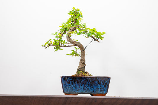 Chinese Elm Bonsai and Care Kit in 15cm Navy Ceramic Pot