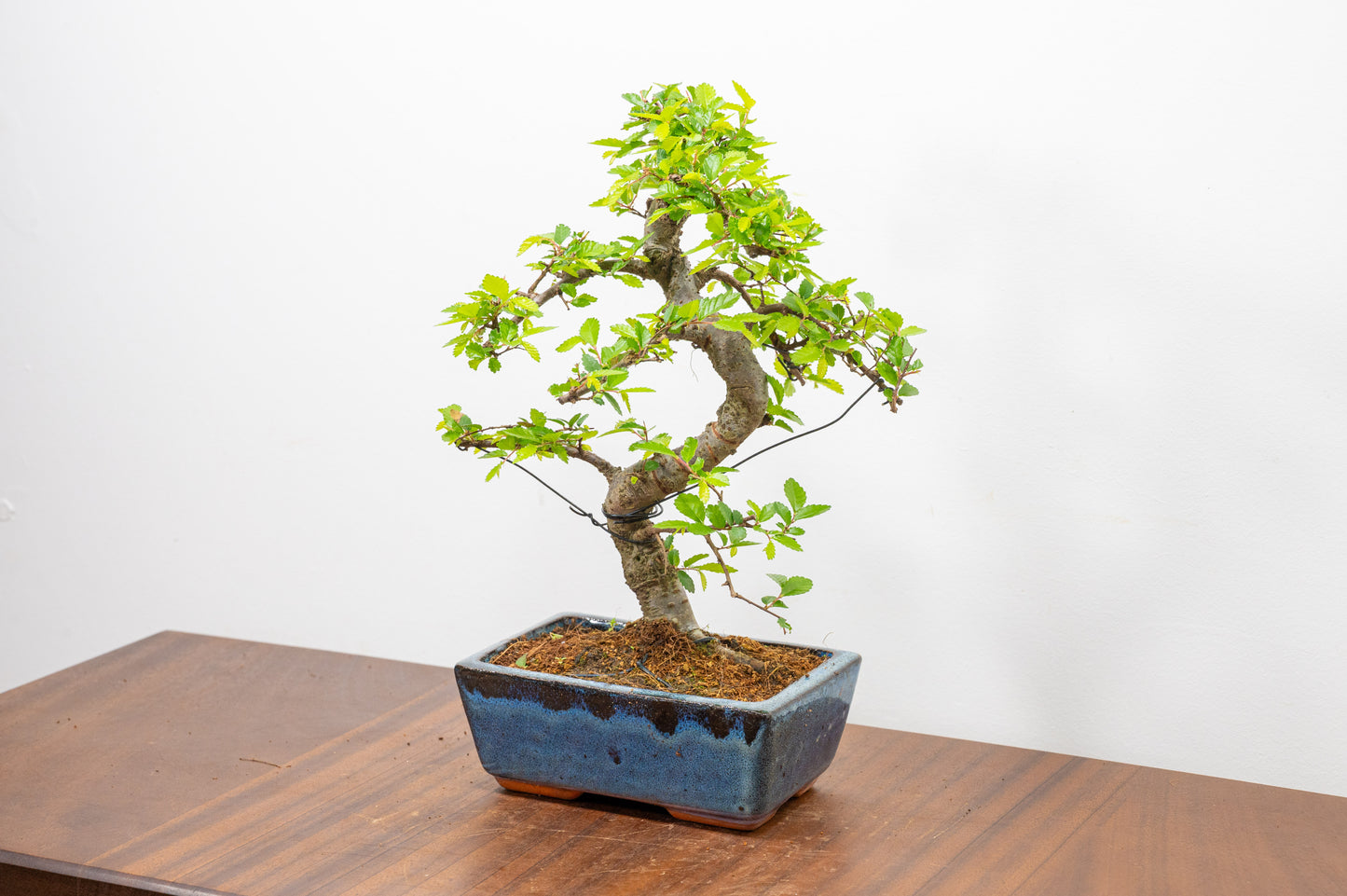 Chinese Elm Bonsai and Care Kit in 15cm Navy Ceramic Pot