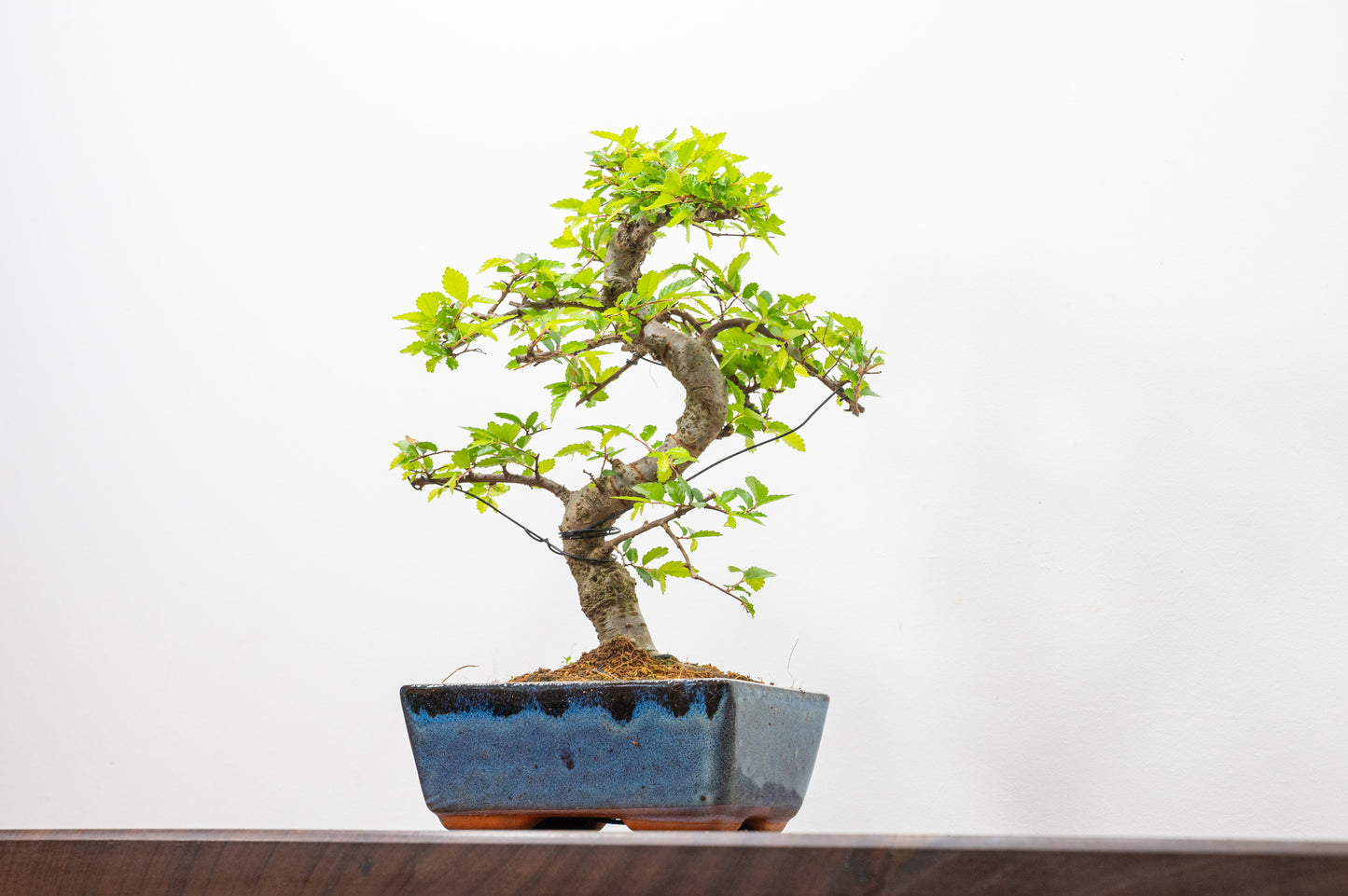 Chinese Elm Bonsai and Care Kit in 15cm Navy Ceramic Pot