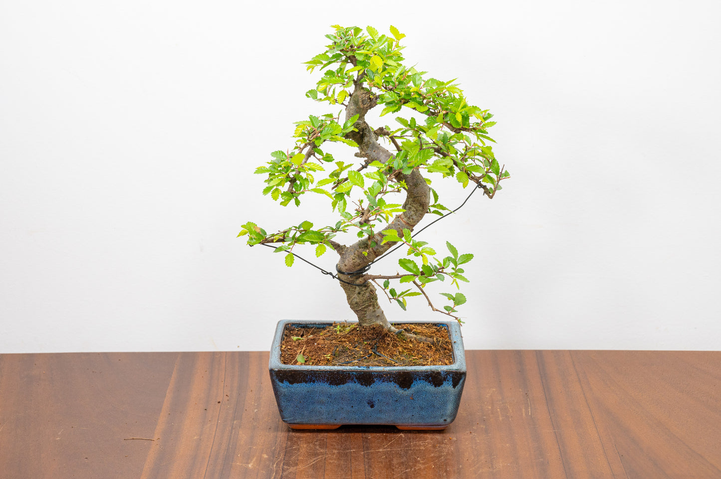 Chinese Elm Bonsai and Care Kit in 15cm Navy Ceramic Pot