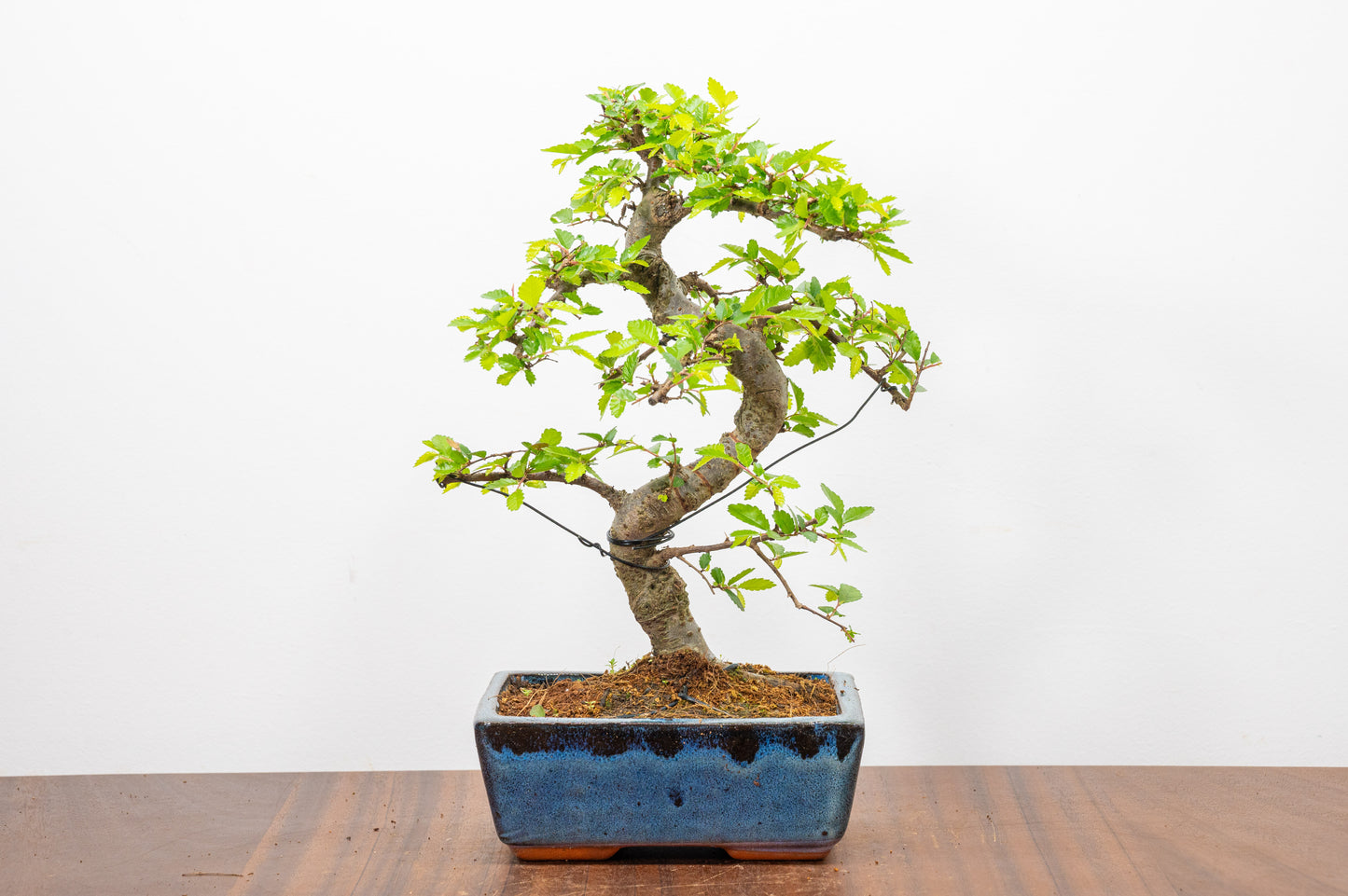 Chinese Elm Bonsai and Care Kit in 15cm Navy Ceramic Pot