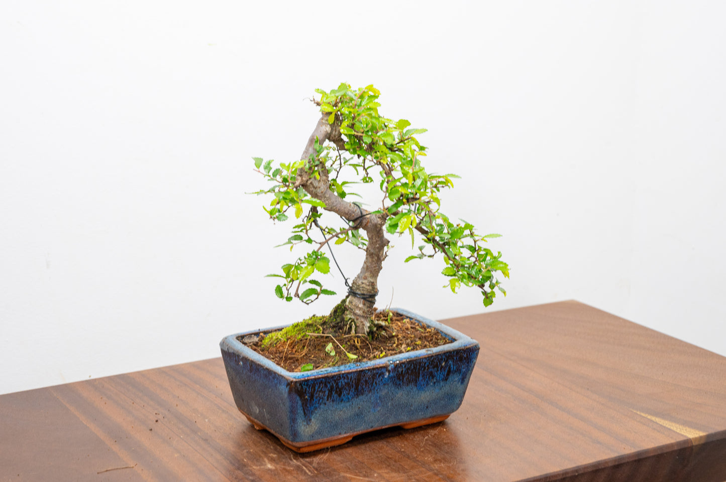 Chinese Elm Bonsai and Care Kit in 15cm Navy Ceramic Pot