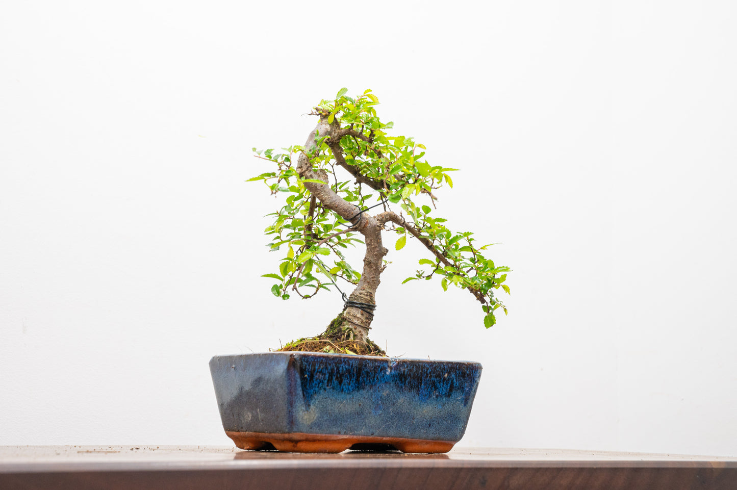 Chinese Elm Bonsai and Care Kit in 15cm Navy Ceramic Pot