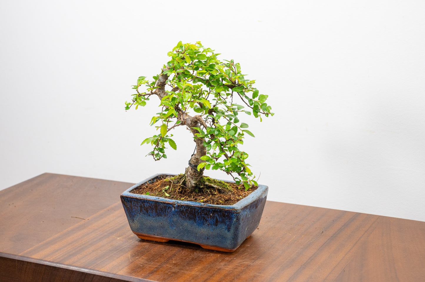 Chinese Elm Bonsai and Care Kit in 15cm Navy Ceramic Pot