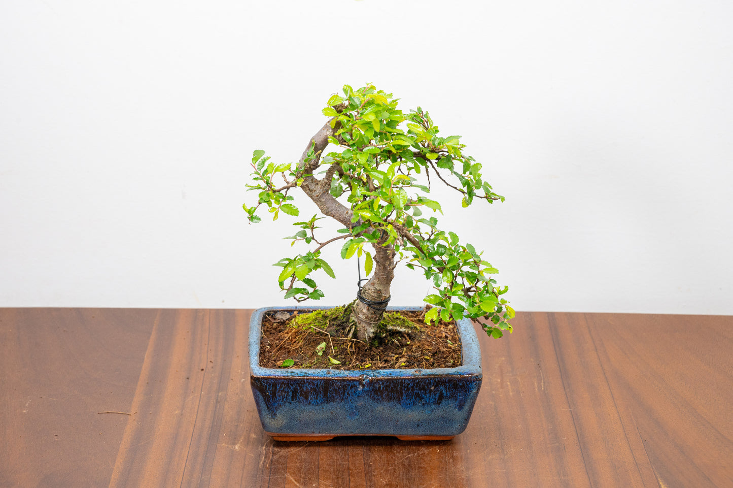 Chinese Elm Bonsai and Care Kit in 15cm Navy Ceramic Pot