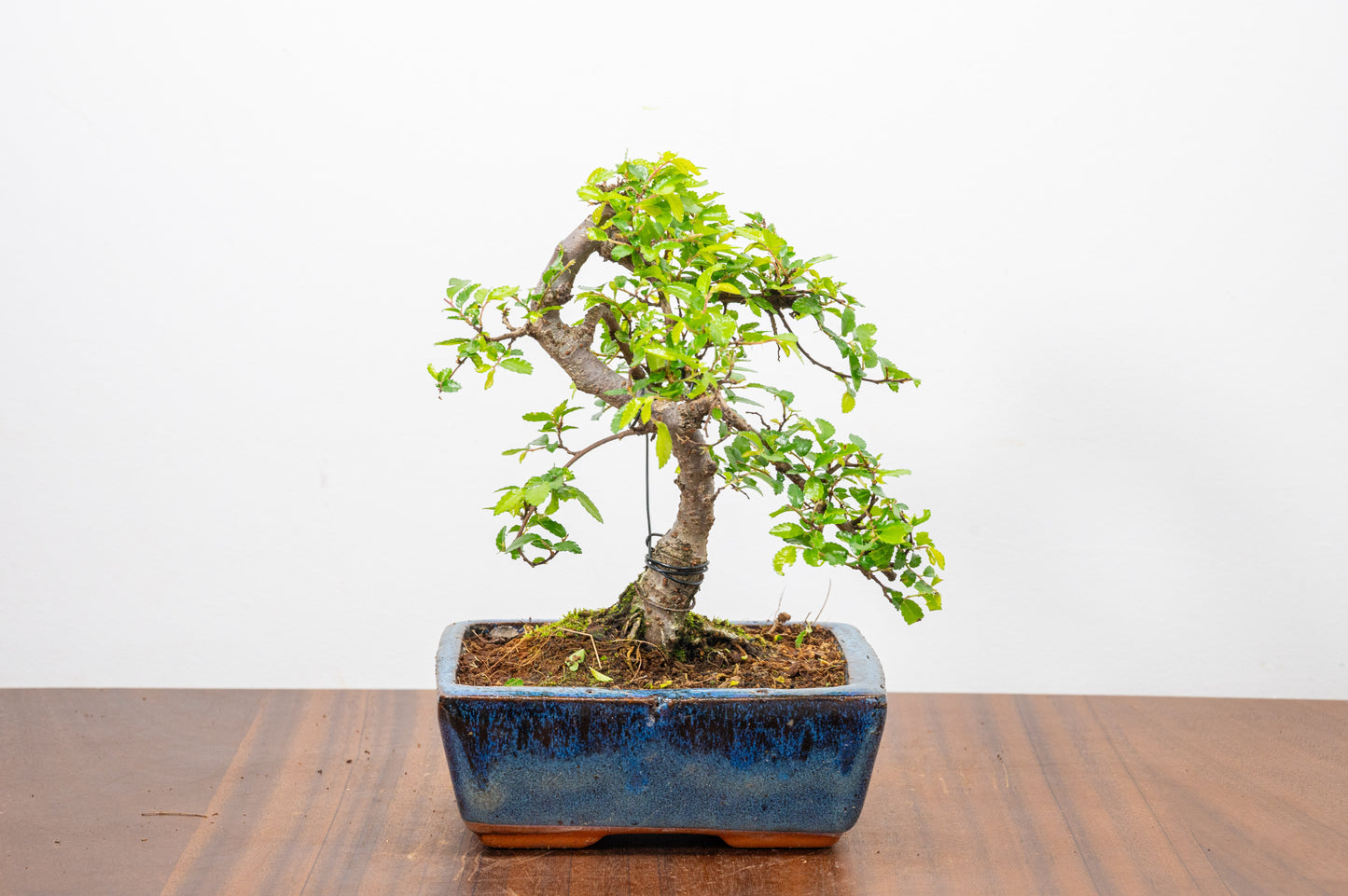 Chinese Elm Bonsai and Care Kit in 15cm Navy Ceramic Pot