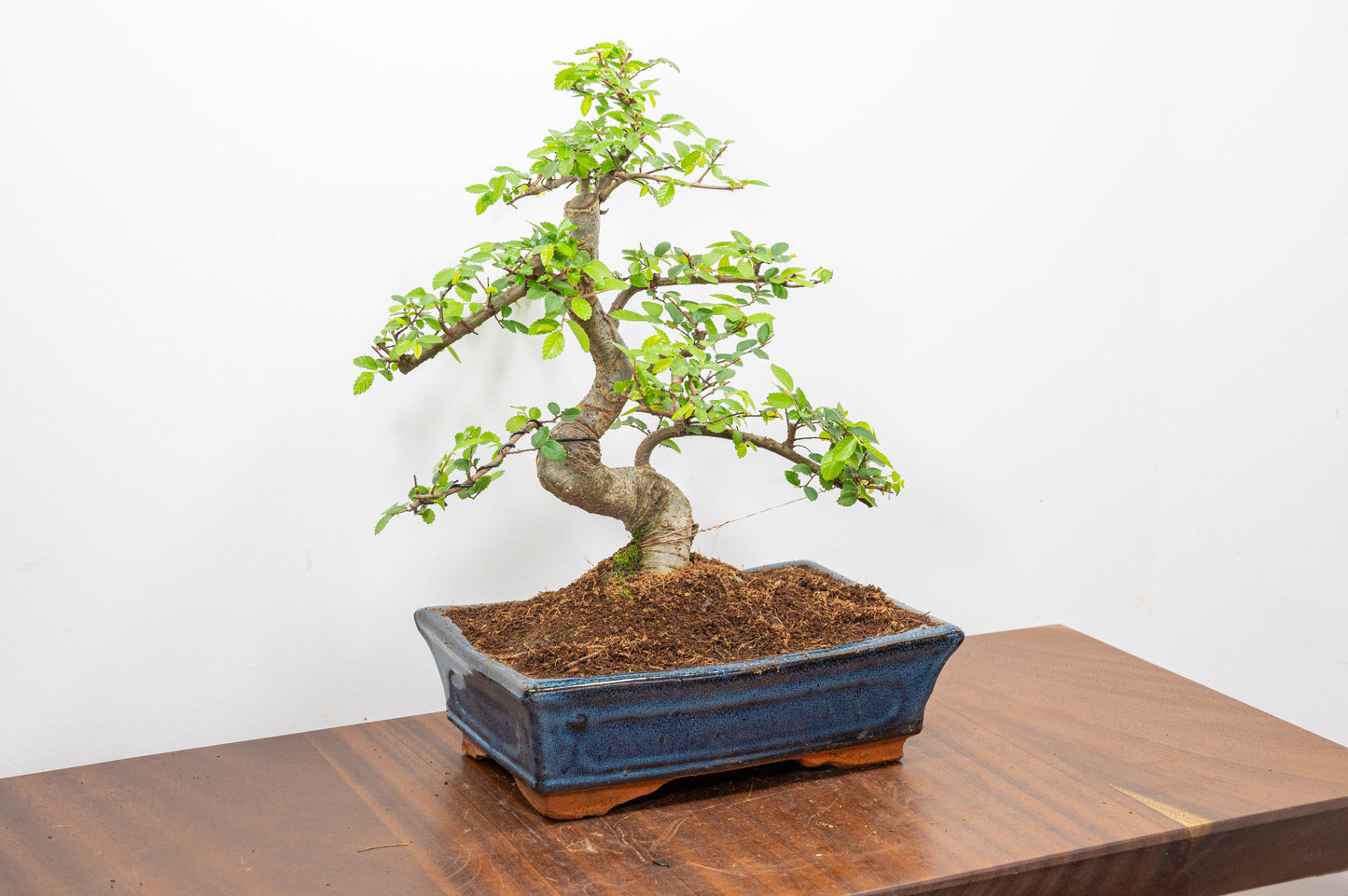 Chinese Elm Bonsai and Care Kit in 25cm Navy Ceramic Pot