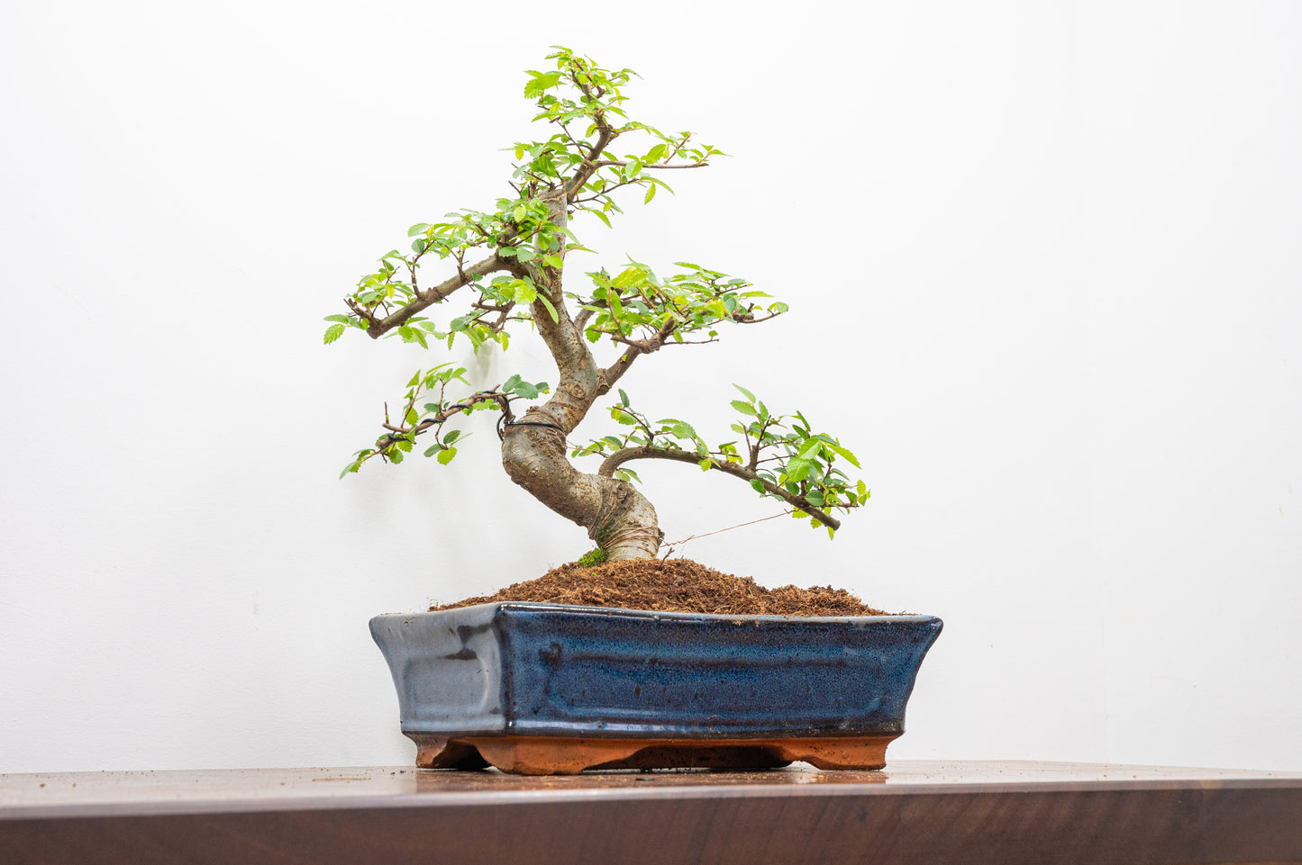 Chinese Elm Bonsai and Care Kit in 25cm Navy Ceramic Pot