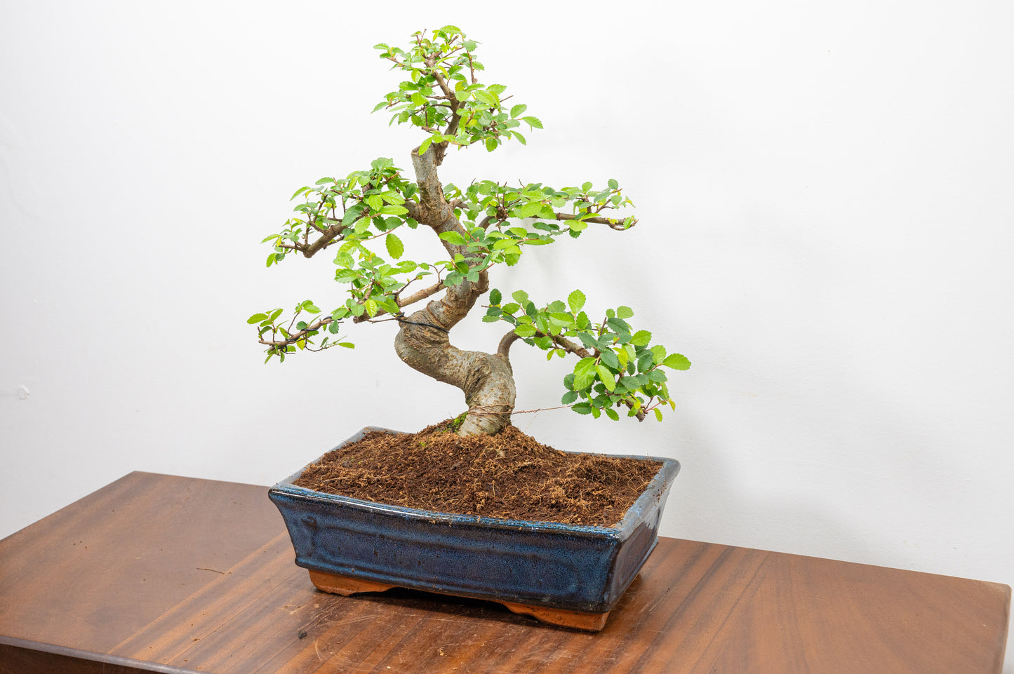 Chinese Elm Bonsai and Care Kit in 25cm Navy Ceramic Pot