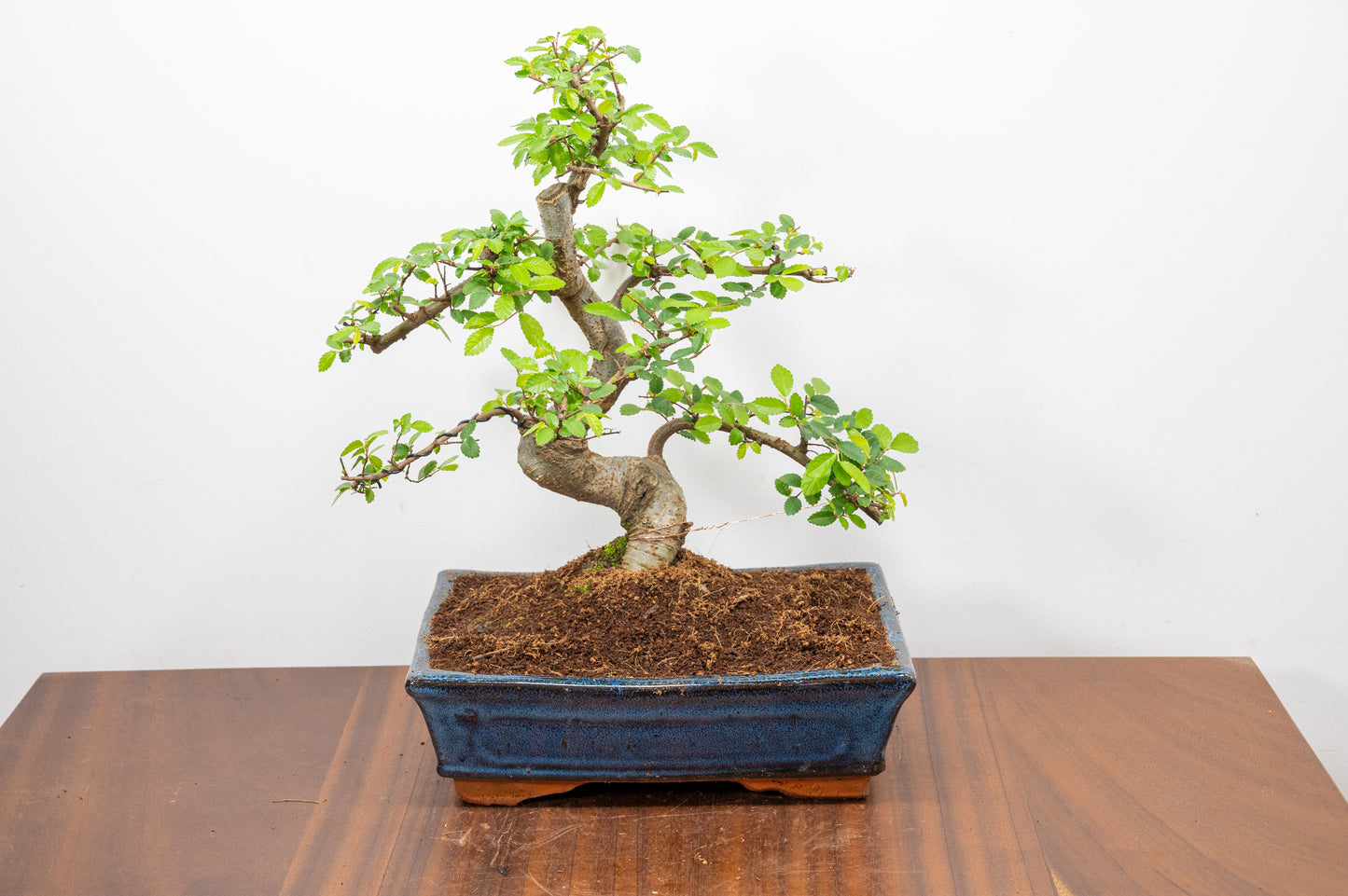 Chinese Elm Bonsai and Care Kit in 25cm Navy Ceramic Pot