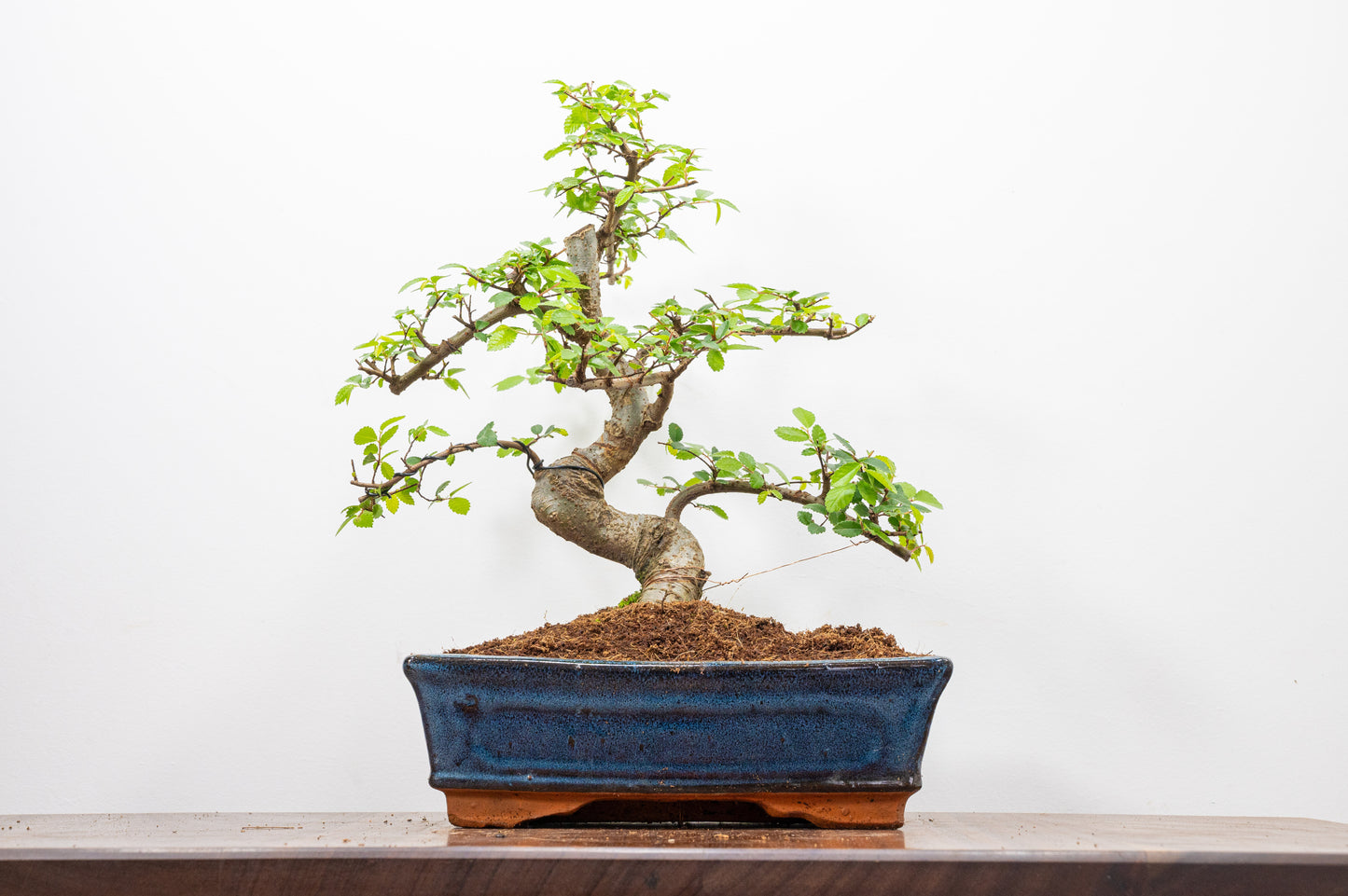 Chinese Elm Bonsai and Care Kit in 25cm Navy Ceramic Pot