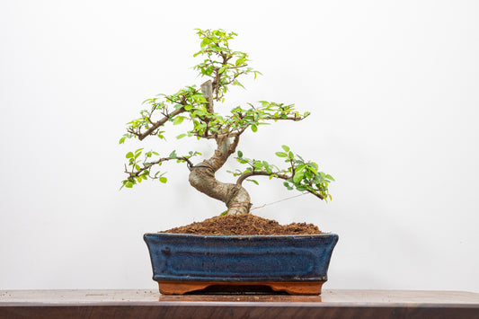 Chinese Elm Bonsai and Care Kit in 25cm Navy Ceramic Pot